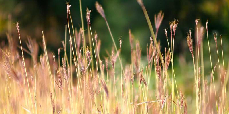 WebAssembly（Wasm）在前端与后端的革命性应用：捷轩3技术前瞻与实战解析