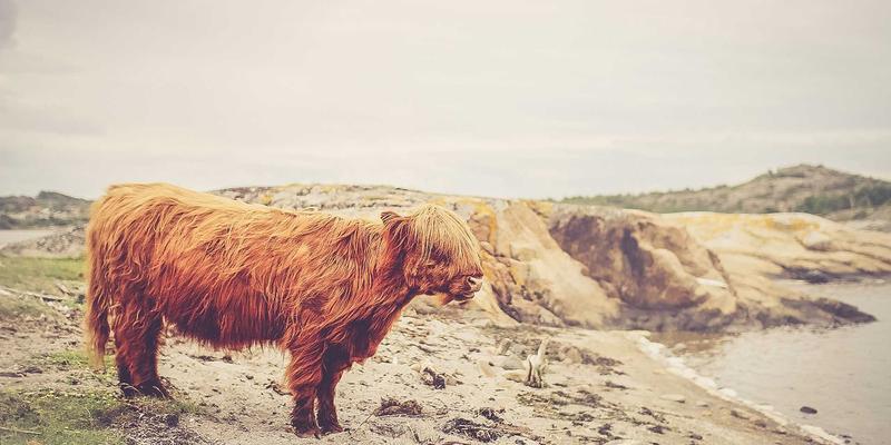 实时数据流处理平台构建：捷轩3深度解析Kafka与Flink在企业中的选型与运维实战